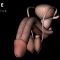 The human reproductive organ